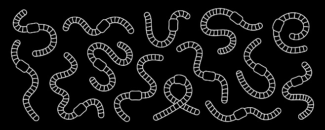 Curled earthworms outline set. Invertebrate crawling worms line banner. Terrestrial worms illustration. Curled earthworms isolated on black background. Hand drawn vector illustration.