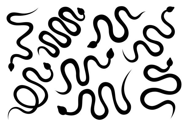 черные змеи силуэты установлены. тропические токсичные рептилии. темные нарисованные вручную ядовитые змеи. опасны экзотические гремучие  - european adder illustrations stock illustrations