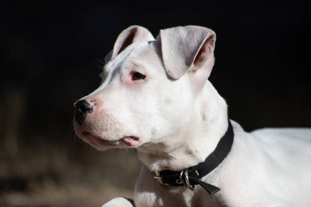 istock adorable puppy dog, white, purebred,playful 1419994241