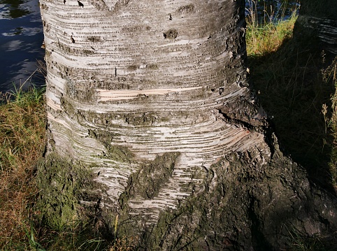 Tree trunk of a birch tree