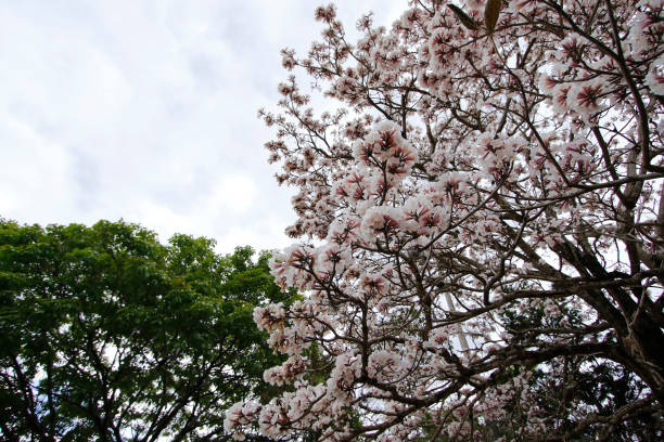 istock white ipe flower detail with clear sky 1419995141