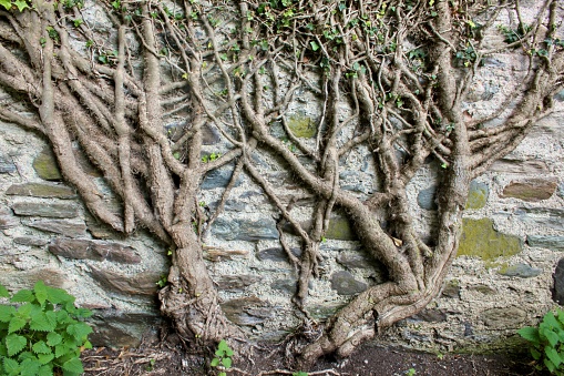 Branches of common ivy growing on the wall of a ruined cottage.