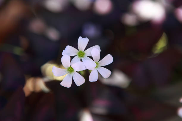 istock Portrait of violet tiny flower 1419998045