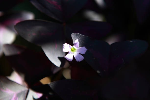 istock Portrait of violet tiny flower 1419998050