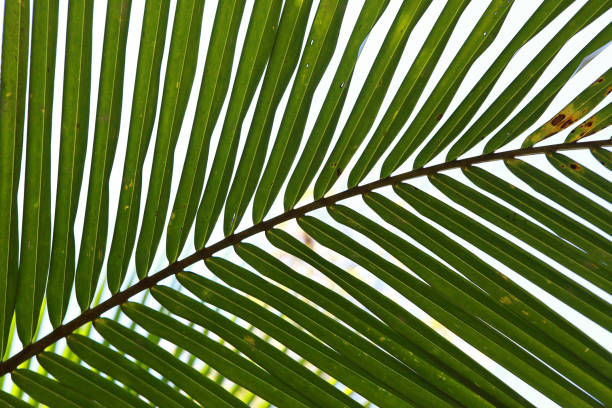 istock Portrait of fresh coconut leaves 1419998057