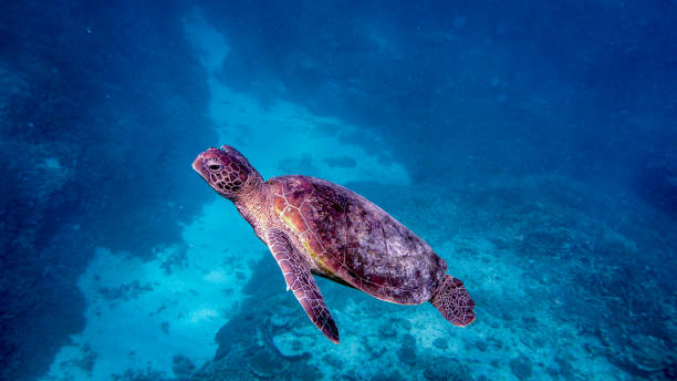 istock Green turtle in the reef 1419998240