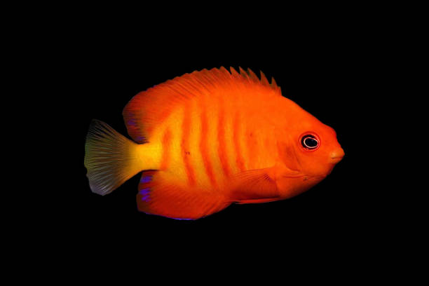 istock cute fish with orange color 1419999200