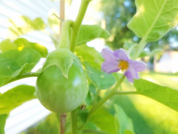 aubergines thaïlandaises accrochées à un arbre - aubergine thailandaise photos et images de collection