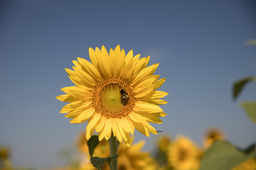 Bumblebee on sunflower closeup