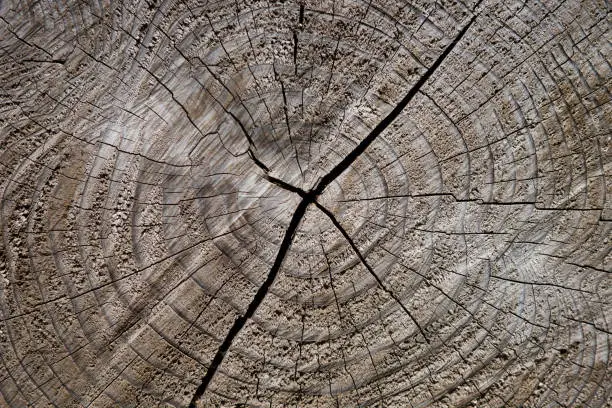 Cross section of cracked wood