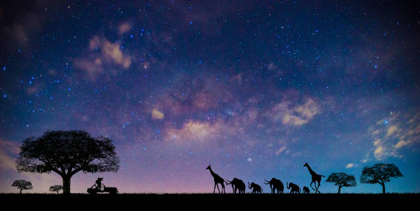 Panorama blue night sky milky way and star on dark background.Tree silhouetted against a dark night.Dark tree on open field dramatic blue sky.Safari theme.