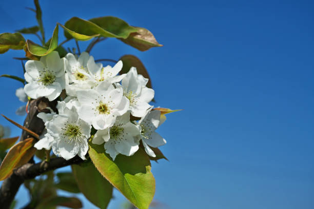 flower of PearPear blossom