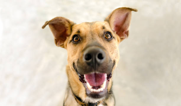 istock Dog Happy Funny Excited Hungry Laughing Face Copy Space 1420015159