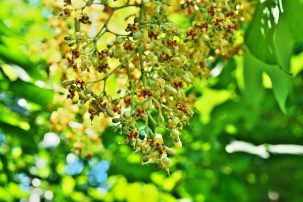 istock Flower of Firmiana simplex 1420018447