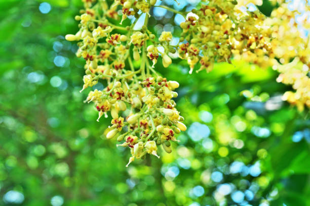 istock Flower of Firmiana simplex 1420018459