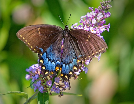 A pretty blue morpho butterfly lands on a plant in the gardens for a visit.