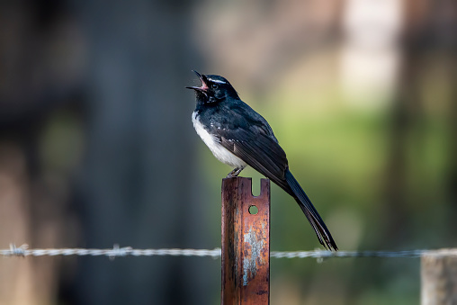 Small black and white fantail bird perched on a fence post singing