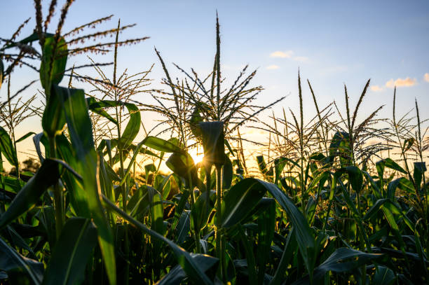 istock Row of sweet corn with pollen in a garden 1420020910