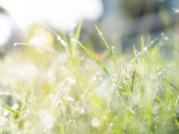 istock Dew on Grass in Morning with Bokeh Background 1420024499