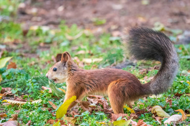 istock Squirrel in autumn hides nuts on the green grass with fallen yellow leaves 1420027627