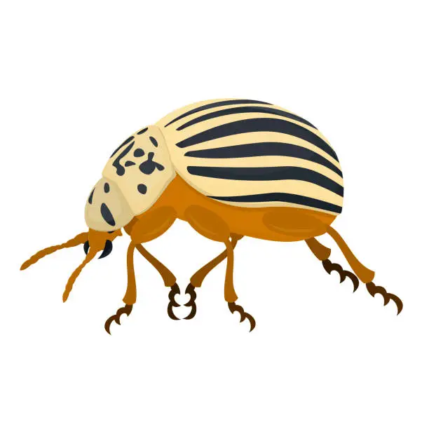 Vector illustration of Colorado potato beetle. Insect