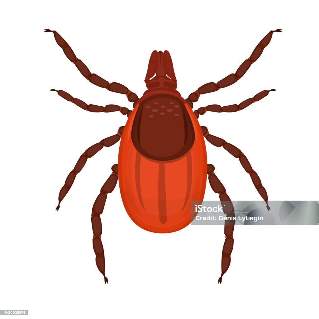 Ilustración de Ácaro Garrapata De Insecto y más Vectores Libres de