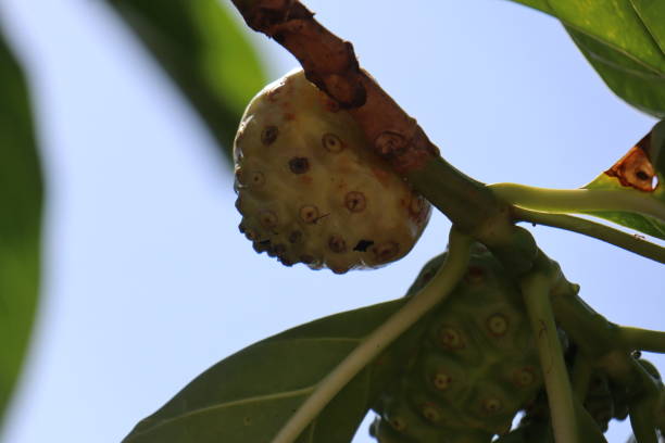 Raw Noni fruit still on the tree (Morinda citrifolia) Raw Noni fruit still on the tree (Morinda citrifolia). Mengkudu. Anti-cancer substance. Anti-cancer substances found in noni are most effective against abnormal cells. noni fruit stock pictures, royalty-free photos & images