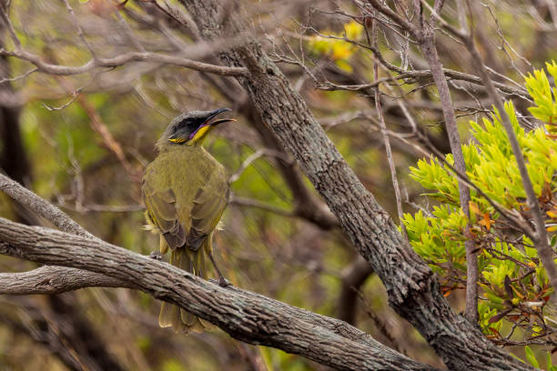 Purple-gaped Honeyeater (Lichenostomus cratitius)