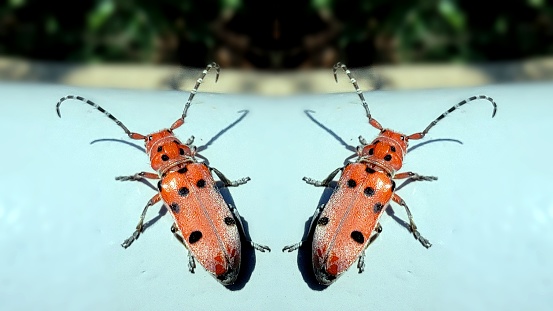 On the plant is a harmful insect - Western corn beetle (Diabrotica virgifera virgifera)