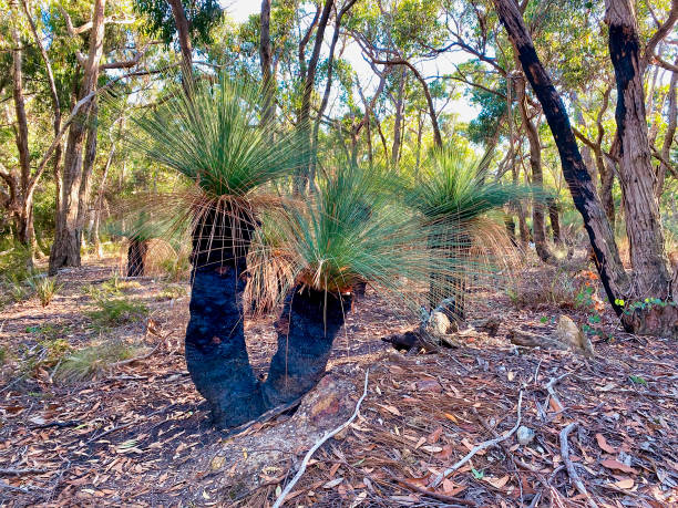 австралийское травяное дерево (xanthorrhoea australis) - sky sun grass tree стоковые фото и изображения