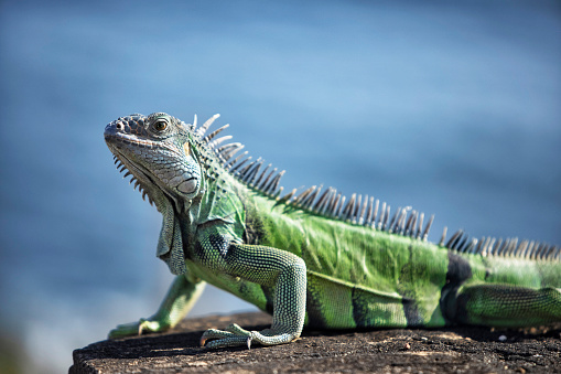 Tropical Green Iguana in Florida flashes tongue