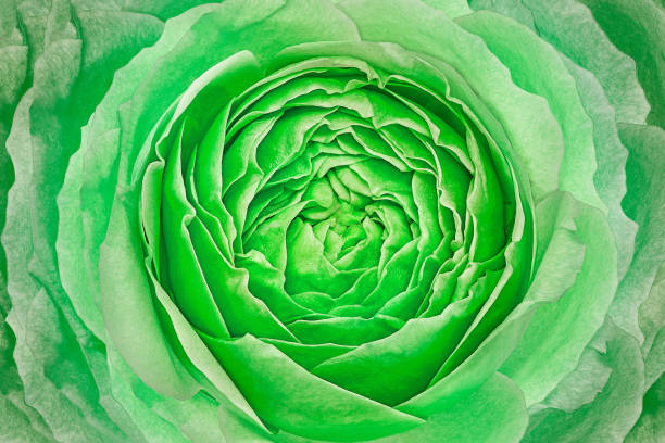 Green  rose flower.   Floral  background. Macro. Nature.