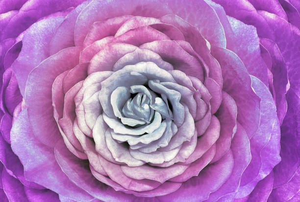 istock Rose  purple  flower.  Macro.  Nature. 1420035394