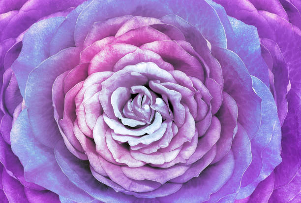 istock Rose  purple  flower.  Macro.  Nature. 1420035470