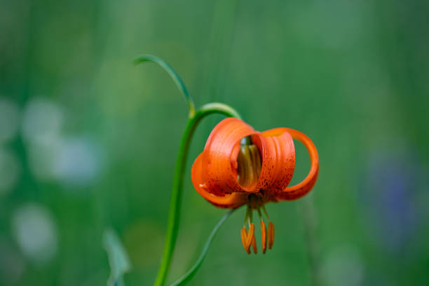 Lilium pardalinum subsp. pitkinense, the Pitkin Marsh lily, is an endangered perennial herb of the family Liliaceae that is endemic to certain wetland areas in the northern California Coast Ranges of Sonoma County, California.  Pitkin Marsh Lily, Lilium pardalinum pitkinense. A rare lily that grows in only three places in Western Sonoma County.