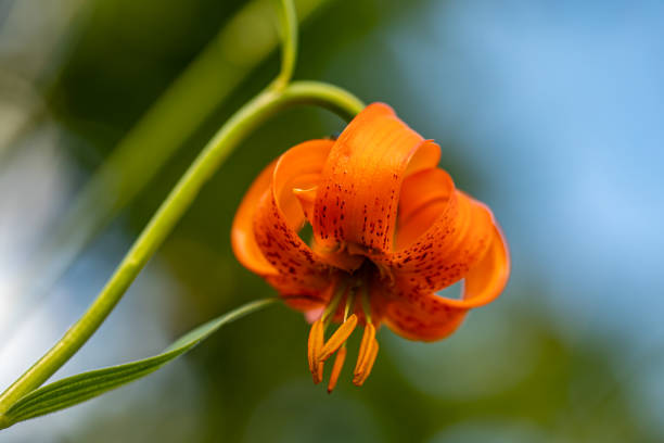 An enchanting view of yellow Lilium martagon flowers gracefully blooming amidst verdant greenery, complemented by foxglove accents. This image radiates life and serenity, embodying the essence of unspoiled nature.