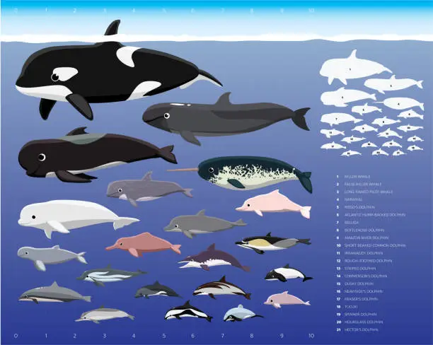 Vector illustration of Dolphin Sizes Comparisons Cartoon Vector Illustration Set