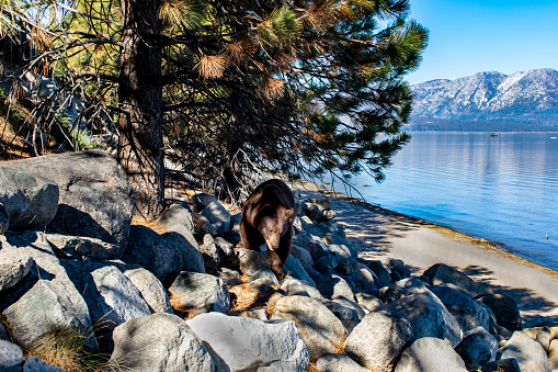 Brown bear at the edge of Lake Tahoe.  Bear is under a tree standing on the rocky beach.  Lake Tahoe and Sierra's visible in background. 1 of 2