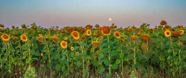 istock Sunflower field at sunrise 1420046476