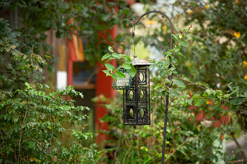 A view of a bird eating seeds inside a rustic iron bird feeder in a green nature habitat.
