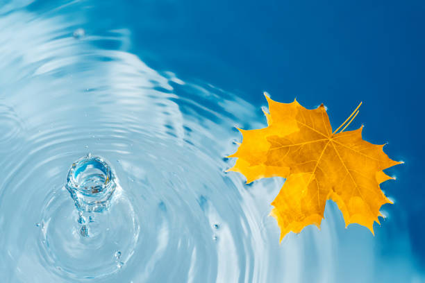 Water background with raindrops and autumn leaves. Natural backdrop with clear water and blue sky reflections with clouds. Modern water backdrop, autumn, fall and rainy season concept. Top view, copy space
