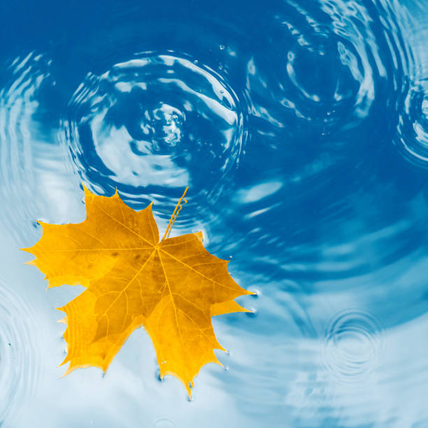 istock Yellow maple leaf on the surface of the water with waves of drops and clouds reflection 1420048232