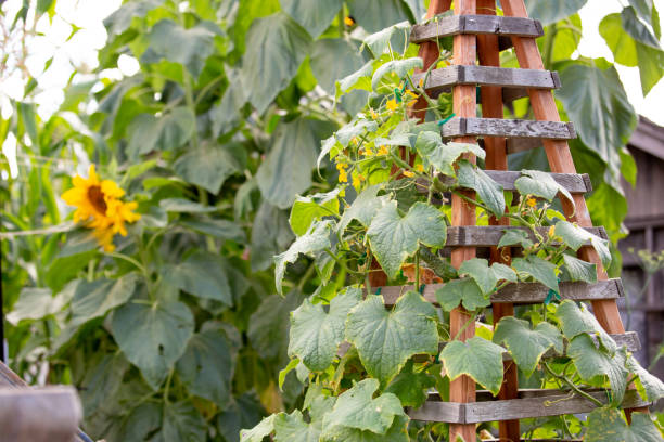 garden trellis, ivy