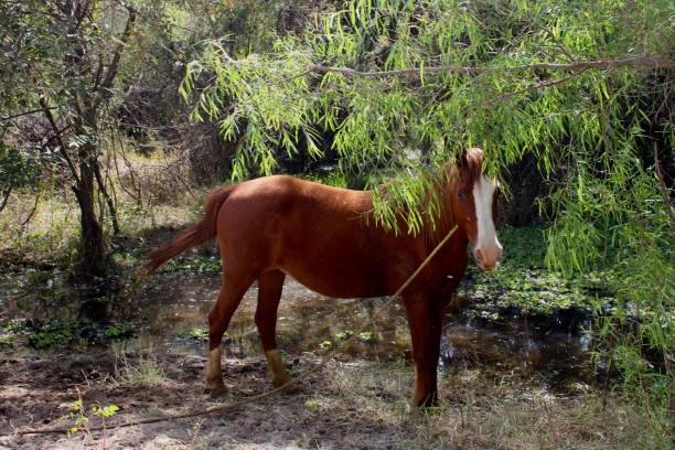istock Horse in the Wild 1420050774