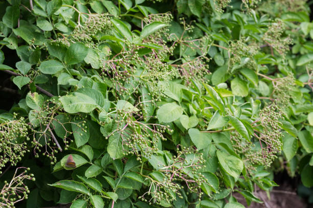 istock Bush of elderberry with unripe berries, selective focus 1420053140