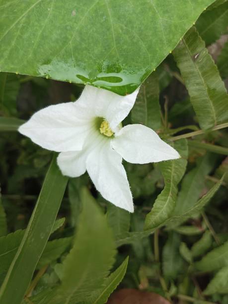 istock White flowers and green leaves 1420053158