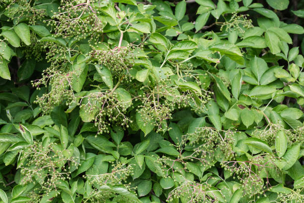 istock Bush of elderberry with unripe berries 1420053299