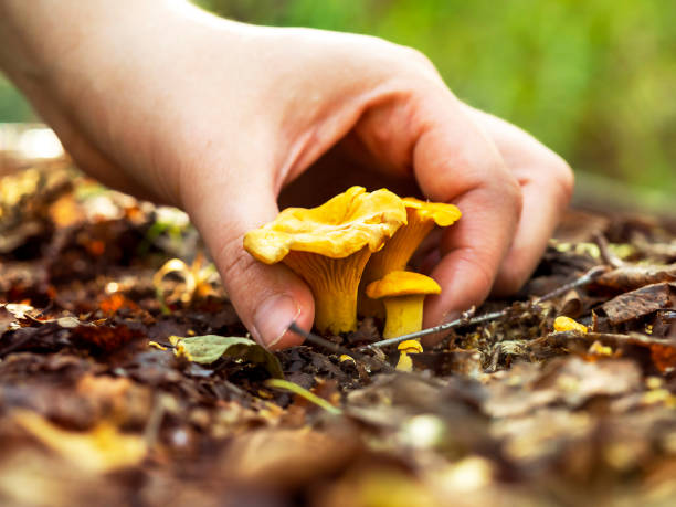 la main cueille les champignons. - chanterelle edible mushroom mushroom freshness photos et images de collection