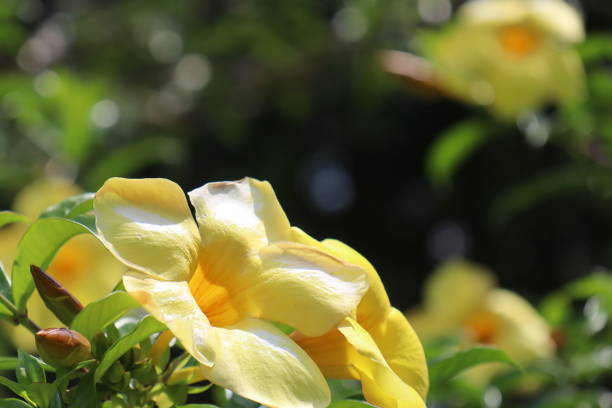 A beautiful yellow flower that is in bloom named Bunga Alamanda (Allamanda cathartica), this beautiful plant can function as a laxative and its sap acts as an antibacterial, malaria and spleen.