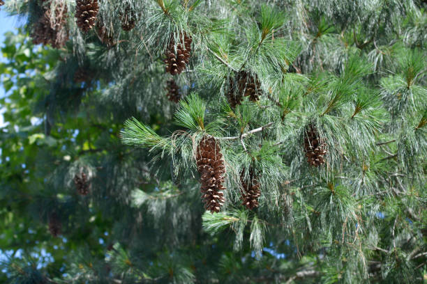 Himalayan pine Himalayan pine branches with pine cones - Latin name - Pinus wallichiana pinus wallichiana stock pictures, royalty-free photos & images